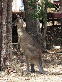 Eastern Grey Kangaroo
