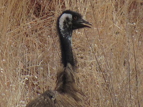 emu