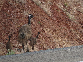 emus