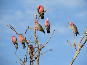 Galah Galah Do!