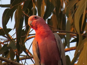 Galah