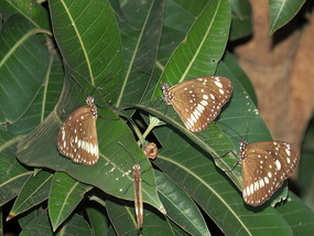 Old Crow Butterflies