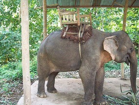 One of the elephants