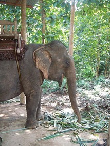 The other elephant