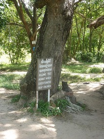 Children were beat to death against this tree