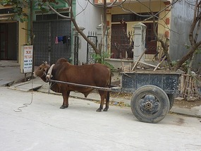 Good old fashioned way of transportation