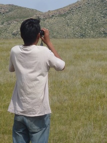 Looking for wild horses 