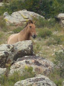 Wild horse