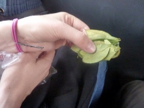 Coca leaves we used for altitude sickness 