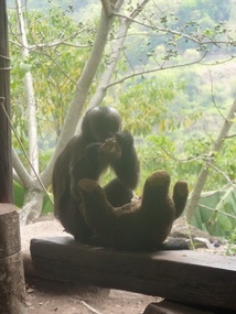 Pet monkey....would grab everything in sight