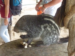 Some kind of rodent