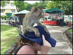 Monkey attack!