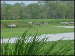Now that's a safari