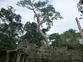 The trees are taking over