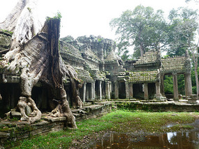 Tree eating temple