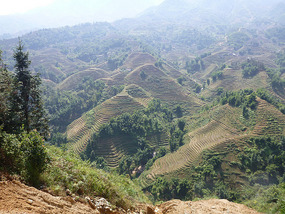 serious terracing