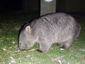 Wombat!!