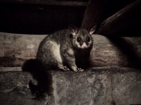 Hungry looking Possum!