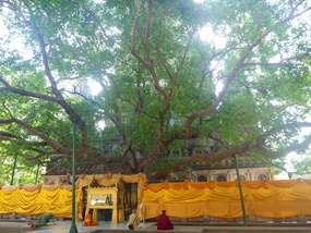 The Bodhi tree