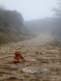 Bear adventures