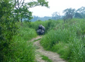Frisky Rhinos