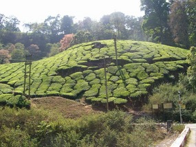 Munnar