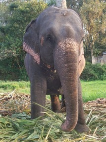 Periyar