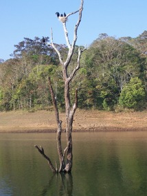 Periyar