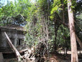 Beng melea