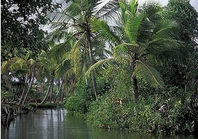 Lush vegetation