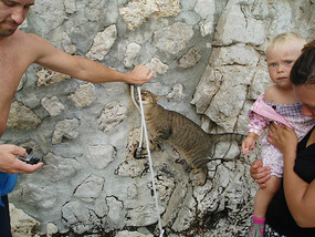 Cat licking water at  Marina Piccola 