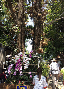 Sala Tree