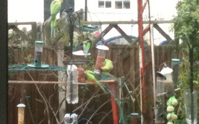 Parakeets in my garden