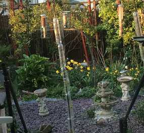 Daffodils are out in my garden