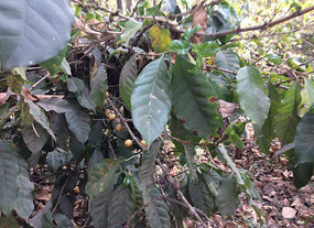 Coffee Plant