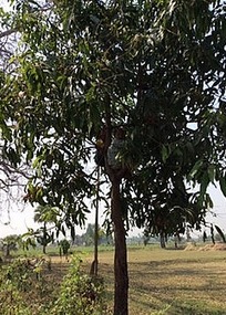 Children playing on the tree