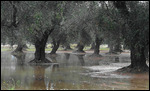 Flooded groves on road to Gallipoli