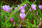 Wild cyclamens