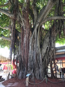 Huge tree @ Bayside Marketplace