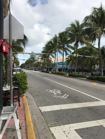 Palm trees everywhere