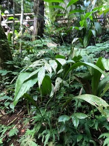 Plants