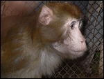 Save the Monkey