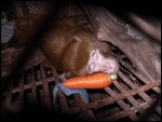 Lise Abu & His Carrot