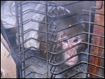 Mr. Abu...The Monkey