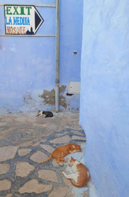 Kitties in the medina