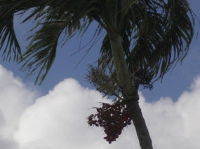 Betel Nuts