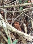 Cicada house