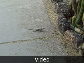 The lizards