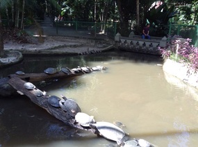 Turtles