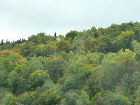 Autumn beechwoods
